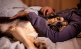 ¿Dormir con tu mascota sí o no? Qué dicen los expertos en higiene del sueño